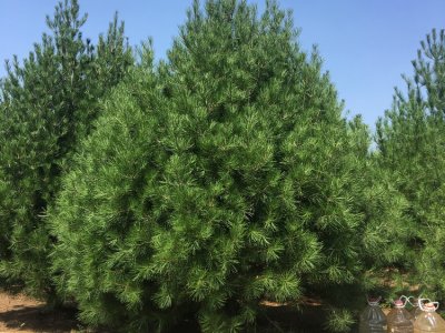 白皮松及绿化苗木分级标准
